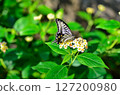 花和swallowtail蝴蝶 127200980
