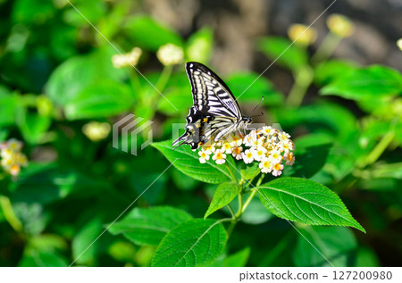 花和swallowtail蝴蝶 花和swallowtail蝴蝶 127200980