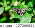 花和swallowtail蝴蝶 127200981