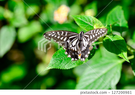 花和swallowtail蝴蝶 127200981