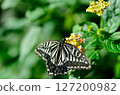 花和swallowtail蝴蝶 127200982