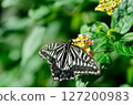 花和swallowtail蝴蝶 127200983