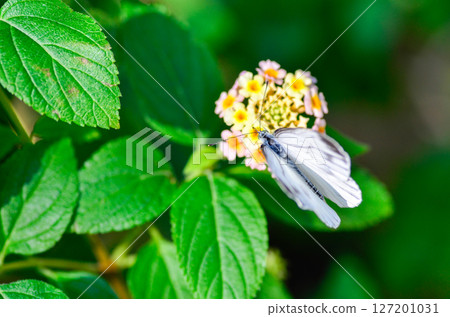 花和monstrophy 127201031