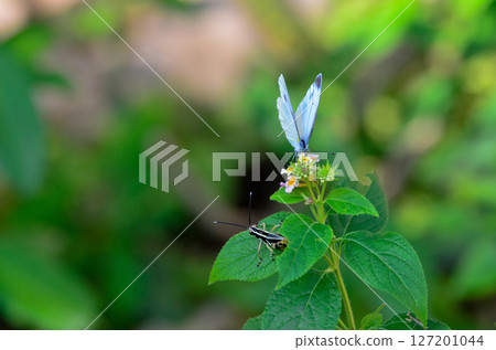 菜粉蝶、蚱蜢和螳螂 菜粉蝶、蚱蜢和螳螂 127201044