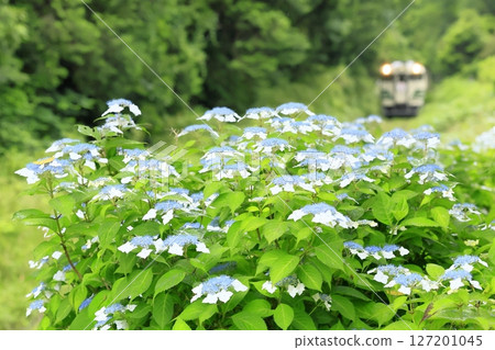 Kominato鐵路在初夏 127201045