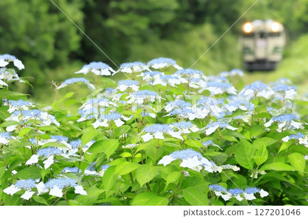 Kominato鐵路在初夏 127201046