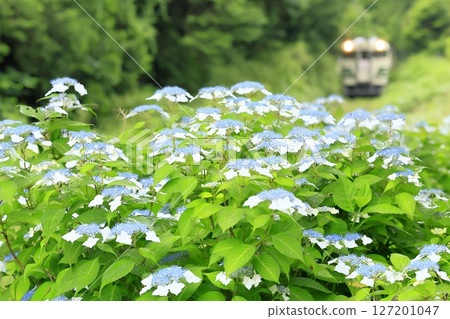 Kominato鐵路在初夏 127201047