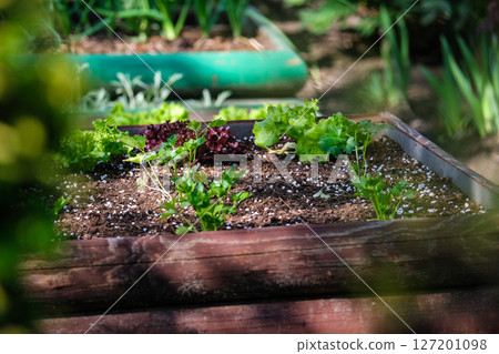 Raised beds in spring in a beautiful garden in the city. Raised beds in spring in a beautiful garden in the city. 127201098