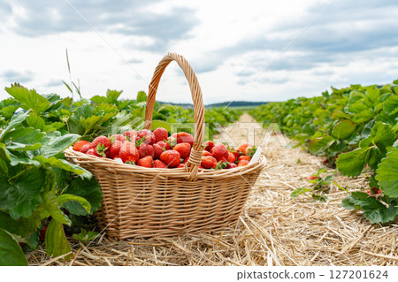 Basket filled with freshly picked strawberries sits amidst lush green strawberry plants on a farm. The vibrant red strawberries contrast beautifully with the green foliage, symbolizing harvest. 127201624
