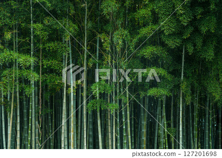 Bamboo Grove zen green background 127201698