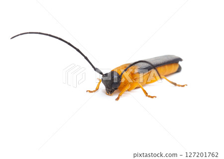 Apple longhorn beetle (diagonal) 127201762