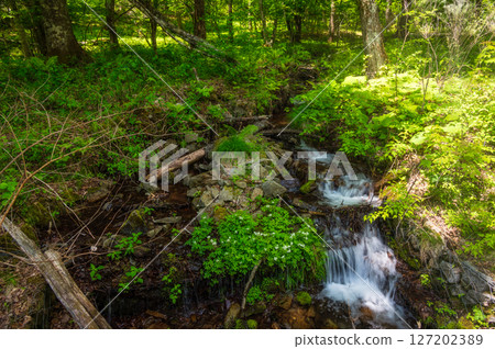 溪流流淌、綠意盎然的森林－美原、霧峰 127202389