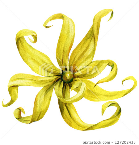 Top View Ylang Ylang Watercolor Flower Twisted Yellow Petals Exotic Botanical Element Spa Perfume and Organic Aromatherapy Design 127202433