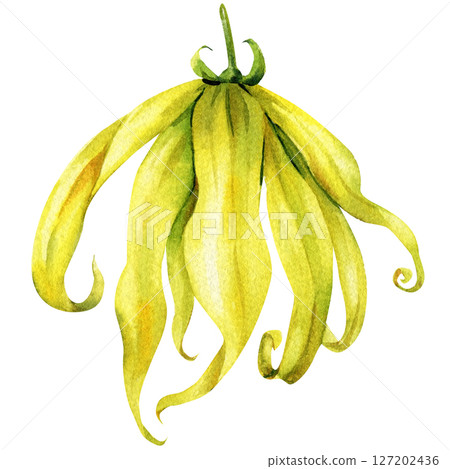 Ylang Ylang Watercolor Flower Exotic Yellow Tropical Botanical Element Natural Perfume Spa Branding Organic Aromatherapy Design Ylang Ylang Watercolor Flower Exotic Yellow Tropical Botanical Element Natural Perfume Spa Branding Organic Aromatherapy Design 127202436