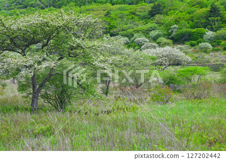 赤城山和角萬淵 [群馬縣] 127202442