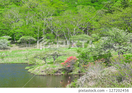 赤城山和角萬淵 [群馬縣] 127202456