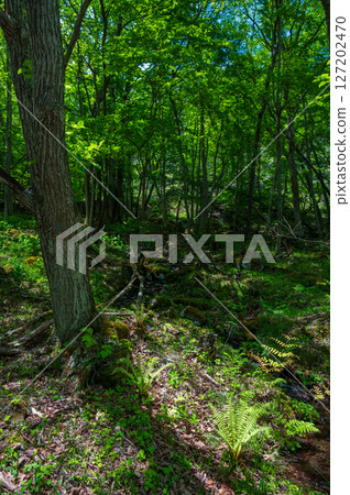 A forest of fresh greenery with a stream running through it - Utsukushigahara, Kirigamine 127202470
