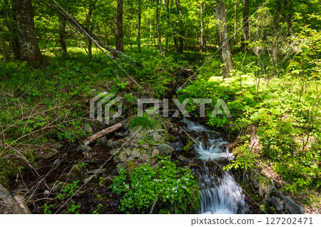 溪流流淌、綠意盎然的森林-美原、霧峰 溪流流淌、綠意盎然的森林-美原、霧峰 127202471