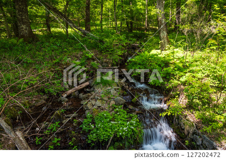 溪流流淌、綠意盎然的森林－美原、霧峰 127202472