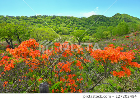 Akagi Shirakaba Ranch [Gunma Prefecture] 127202484