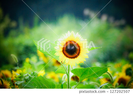 A landscape with a single sunflower that seems to be asserting itself A landscape with a single sunflower that seems to be asserting itself 127202507