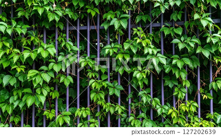 Texture of a fence with morning glory vines entwined 127202639