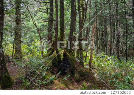[Norikura Plateau] Fallen trees replaced [Ushidomeike Promenade] 127202693