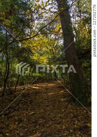 秋季小豆島:寒霞溪紅葉、星河城登山步道 秋季小豆島:寒霞溪紅葉、星河城登山步道 127202776