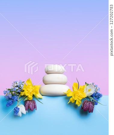 Concept scene stage showcase for new product, banner, promotion sale, cosmetic, presentation. Wood stones and spring flowers muscari, grouse and yellow daffodils on blue podium. Concept scene stage showcase for new product, banner, promotion sale, cosmetic, presentation. Wood stones and spring flowers muscari, grouse and yellow daffodils on blue podium. 127202783