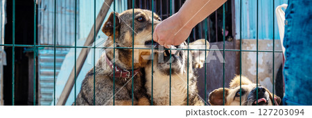 Sad homeless dog in a shelter. Dog behind the fance in animal shelter. Sad homeless dog in a shelter. Dog behind the fance in animal shelter. 127203094