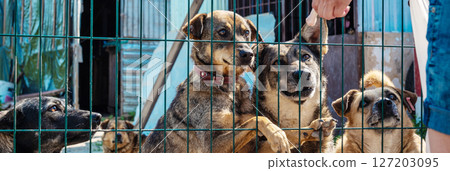 Sad homeless dog in a shelter. Dog behind the fance in animal shelter. 127203095
