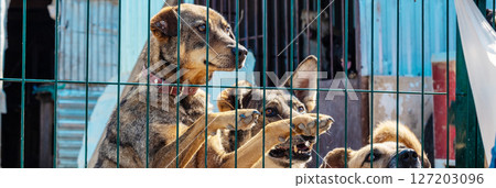 Sad homeless dog in a shelter. Dog behind the fance in animal shelter. 127203096