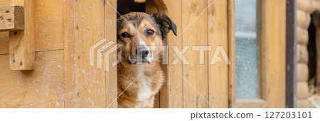 Sad homeless dog in a shelter. Dog behind the fance in animal shelter. 127203101