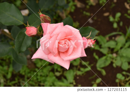 Pink spring roses 127203115
