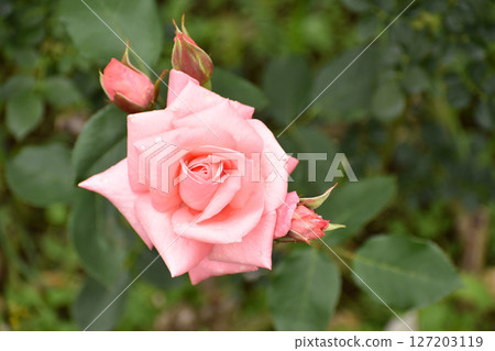 粉紅色的春天玫瑰 粉紅色的春天玫瑰 127203119