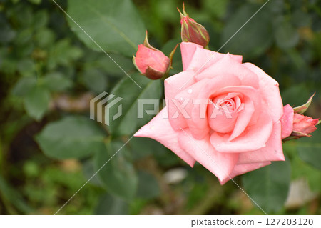 Pink spring roses 127203120