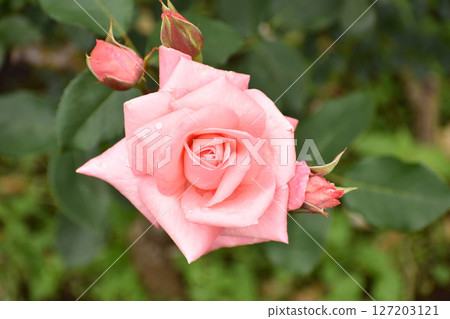 Pink spring roses 127203121