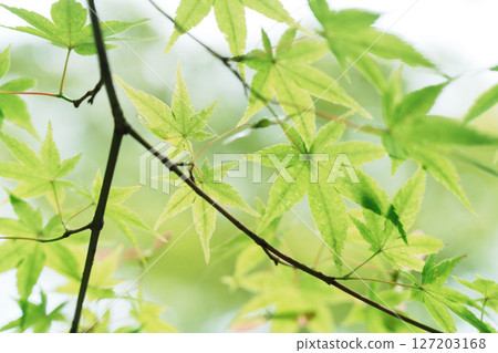 Fresh green maple leaves shine through in the sunlight 127203168