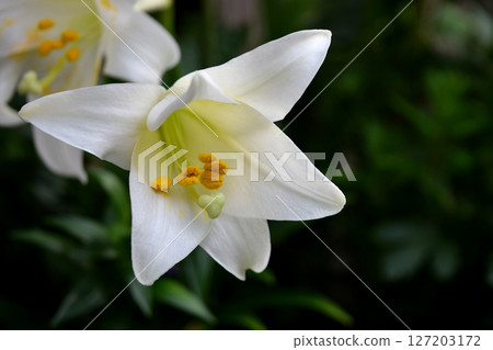 easter lily easter lily 127203172