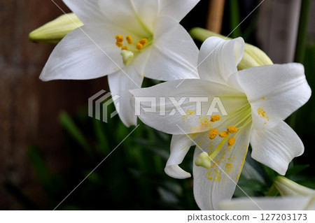 easter lily easter lily 127203173