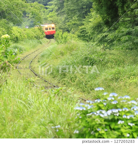 Kominato鐵路在初夏 127203283