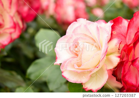 紅色邊框的紅白春玫瑰 紅色邊框的紅白春玫瑰 127203387