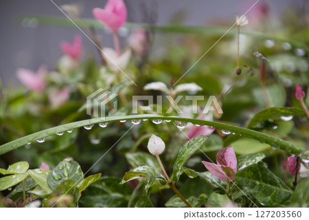 Arched leaves with drops of water on them, with snow vine in the background Arched leaves with drops of water on them, with snow vine in the background 127203560