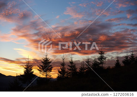 Row of silhouetted pine trees stands against vibrant sunset sky, painted with brilliant shades of pink, orange, purple. Dramatic clouds add depth to scene, creating mesmerizing and tranquil landscape. 127203616