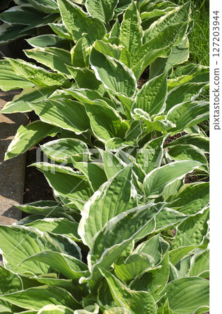 Green leaves of hosta. Background for design. Ecology and nature.  127203944