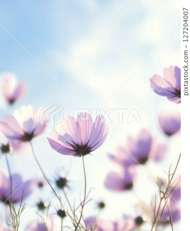 Pastel-colored cosmos flowers overlapping softly, ideal for poster, print, floral background 127204007