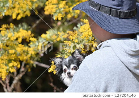 A man walking a Chihuahua in a park with mimosa in full bloom - spring image 127204140