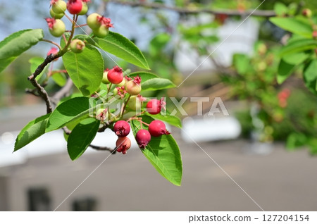 六月莓（薔薇科）唐棣屬 127204154