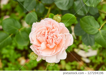 Pink spring roses Pink spring roses 127204196