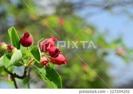 六月莓(薔薇科)唐棣屬 六月莓(薔薇科)唐棣屬 127204202